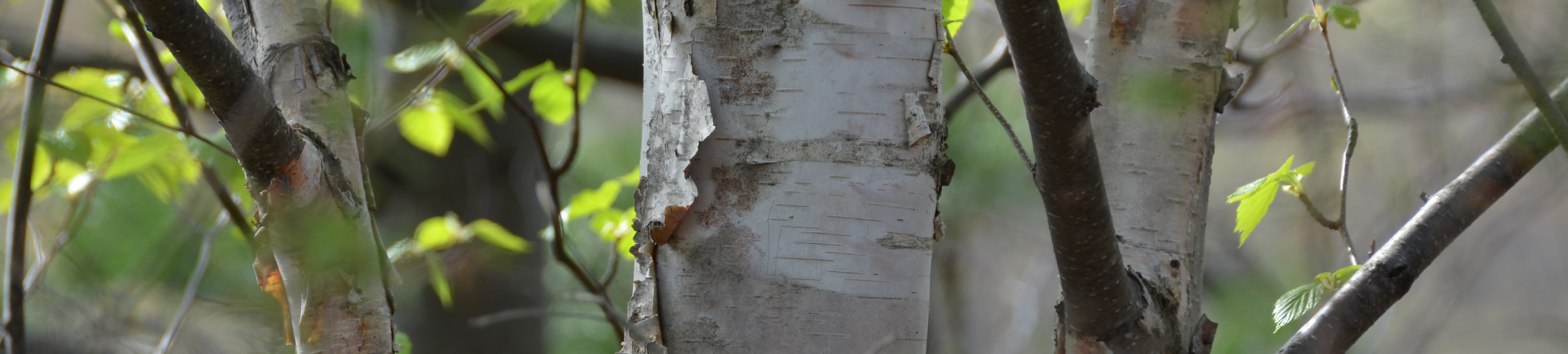 Pokagon Band of Potawatomi, Dowagiac, MI Jobs Hospitality Online