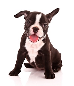 Cute photo of Hospitality Hound